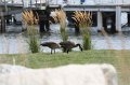IMG_5264.CR2